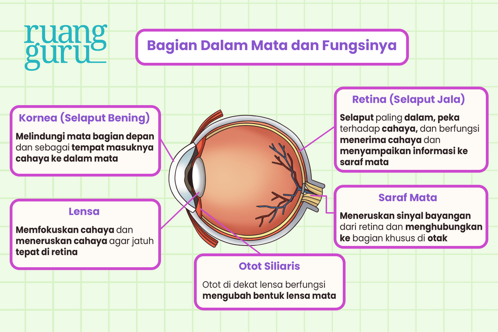 bagian-dalam-mata