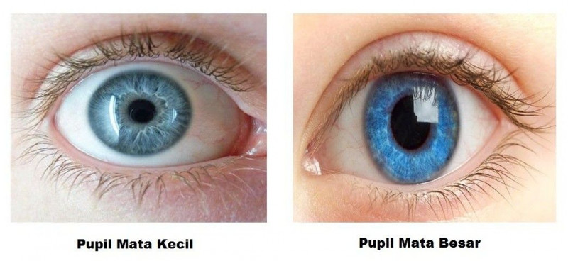 l-pupiljpg20201029061421